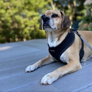 Meet your Posher, Marissa